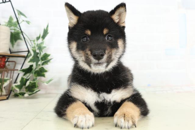 北海道の豆柴 (Coo&RIKU函館店/2026年3月11日生まれ/男の子/黒)の子犬の1枚目の画像