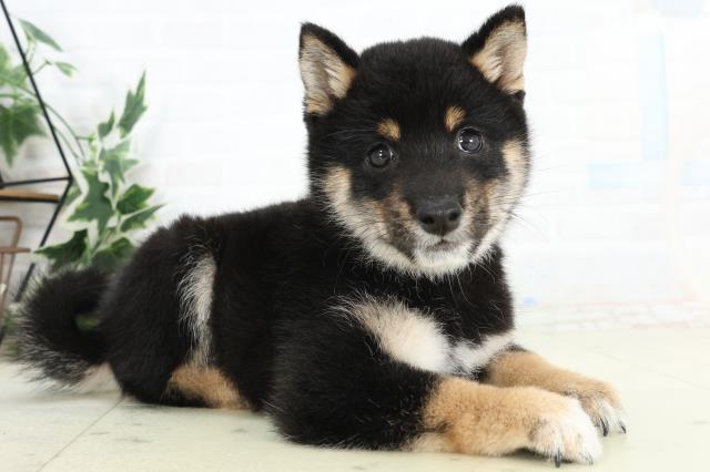 北海道の豆柴 (Coo&RIKU函館店/2026年3月11日生まれ/男の子/黒)の子犬の2枚目の画像