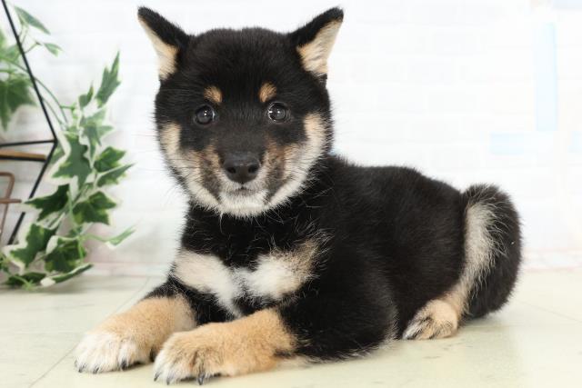 北海道の豆柴 (Coo&RIKU函館店/2026年3月11日生まれ/男の子/黒)の子犬の3枚目の画像