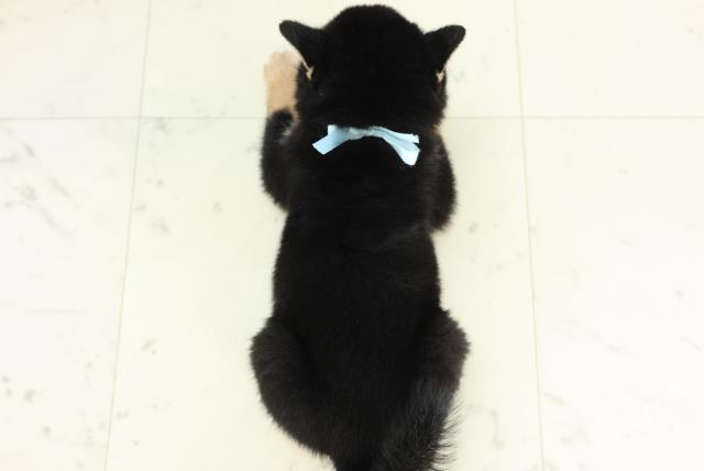 北海道の豆柴 (Coo&RIKU函館店/2026年3月11日生まれ/男の子/黒)の子犬の4枚目の画像