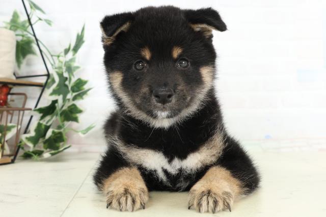 青森県の豆柴 (Coo&RIKU八戸店/2026年3月11日生まれ/男の子/黒)の子犬の1枚目の画像