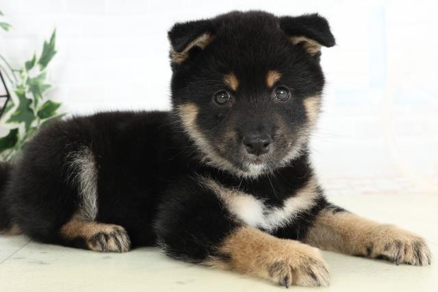 青森県の豆柴 (Coo&RIKU八戸店/2026年3月11日生まれ/男の子/黒)の子犬の2枚目の画像