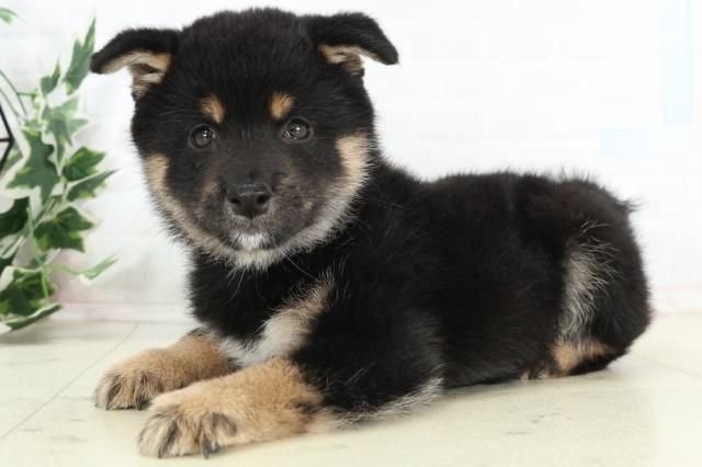 青森県の豆柴 (Coo&RIKU八戸店/2026年3月11日生まれ/男の子/黒)の子犬の3枚目の画像