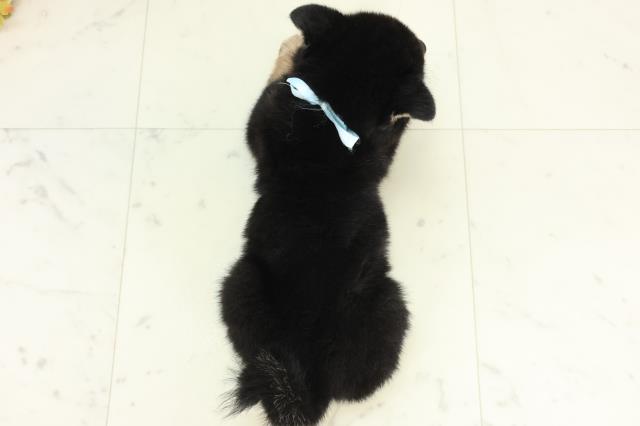 青森県の豆柴 (Coo&RIKU八戸店/2026年3月11日生まれ/男の子/黒)の子犬の4枚目の画像