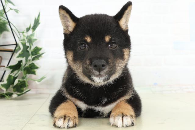 福島県の豆柴 (Coo&RIKUいわき店/2026年3月11日生まれ/女の子/黒)の子犬の1枚目の画像
