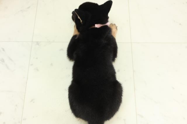 福島県の豆柴 (Coo&RIKUいわき店/2026年3月11日生まれ/女の子/黒)の子犬の4枚目の画像