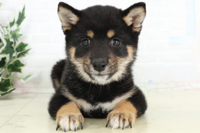 鹿児島県の豆柴 (Coo&RIKU霧島店/2026年3月11日生まれ/女の子/黒)の子犬の1枚目の画像