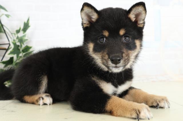 鹿児島県の豆柴 (Coo&RIKU霧島店/2026年3月11日生まれ/女の子/黒)の子犬の2枚目の画像