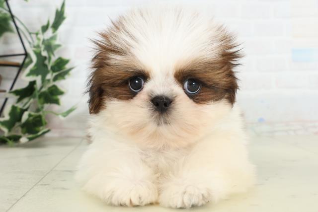 大分県のシーズー (Coo&RIKU大分店/2026年3月11日生まれ/男の子/ゴールドホワイト)の子犬の1枚目の画像
