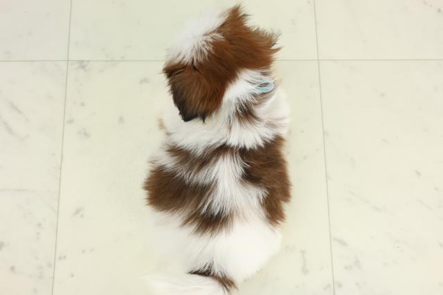 大分県のシーズー (Coo&RIKU大分店/2026年3月11日生まれ/男の子/ゴールドホワイト)の子犬の4枚目の画像