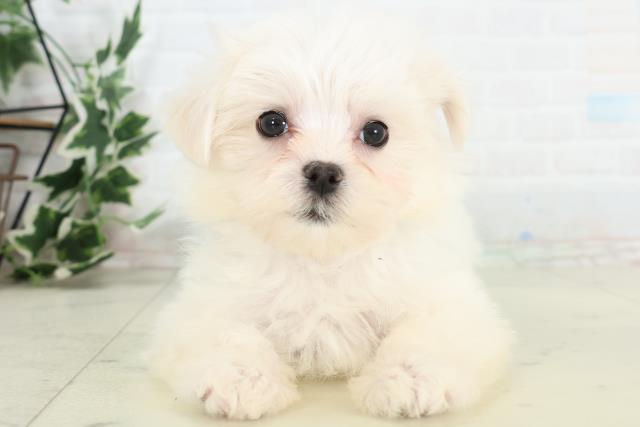 福島県のマルチーズ (Coo&RIKUいわき店/2026年3月12日生まれ/男の子/ホワイト)の子犬の1枚目の画像