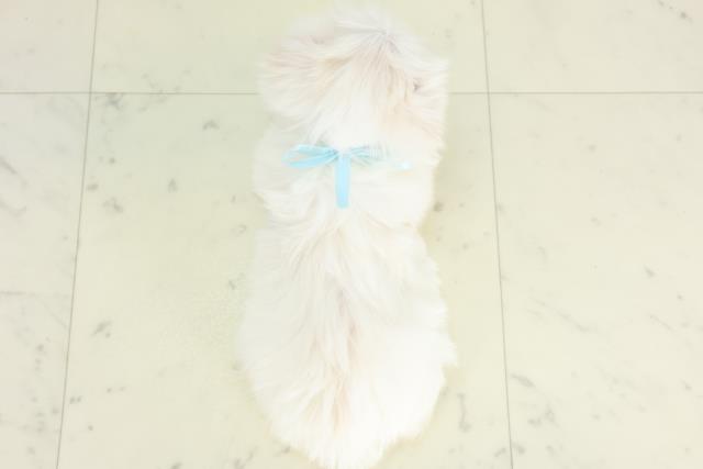 福島県のマルチーズ (Coo&RIKUいわき店/2026年3月12日生まれ/男の子/ホワイト)の子犬の4枚目の画像
