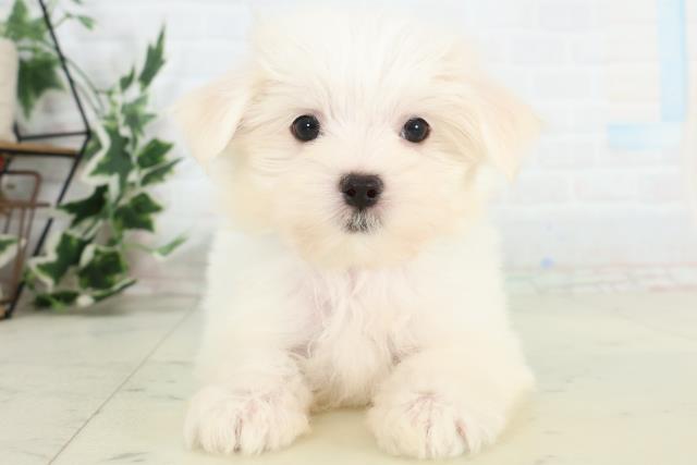 熊本県のマルチーズ (Coo&RIKUイオンモール宇城店/2026年3月12日生まれ/男の子/ホワイト)の子犬の1枚目の画像