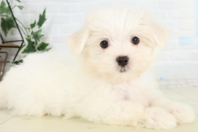 熊本県のマルチーズ (Coo&RIKUイオンモール宇城店/2026年3月12日生まれ/男の子/ホワイト)の子犬の2枚目の画像