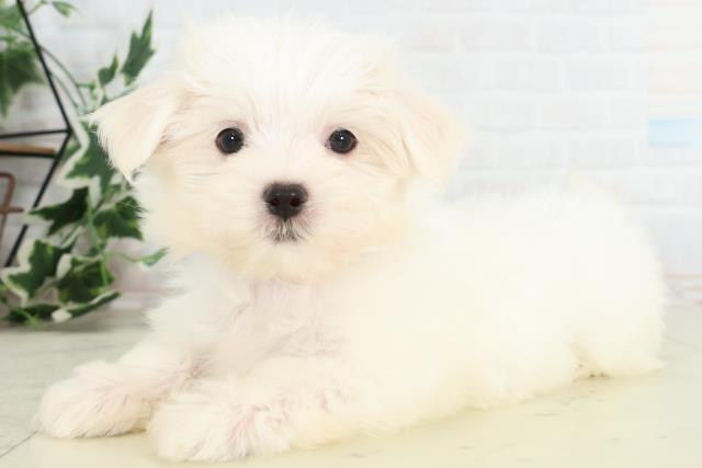 熊本県のマルチーズ (Coo&RIKUイオンモール宇城店/2026年3月12日生まれ/男の子/ホワイト)の子犬の3枚目の画像