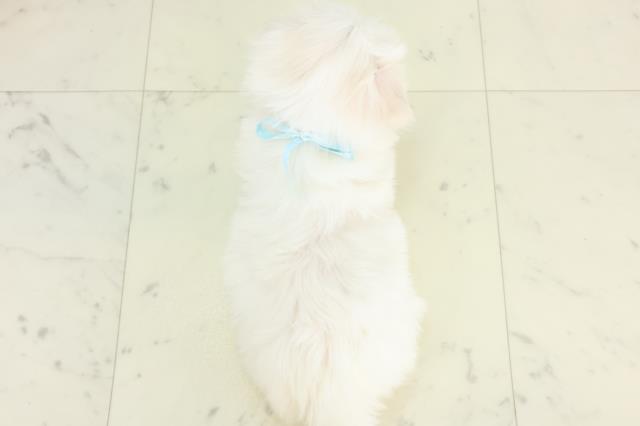 熊本県のマルチーズ (Coo&RIKUイオンモール宇城店/2026年3月12日生まれ/男の子/ホワイト)の子犬の4枚目の画像