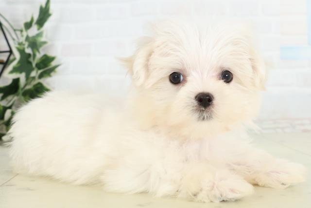 福岡県のマルチーズ (Coo&RIKU大牟田店/2026年3月12日生まれ/女の子/ホワイト)の子犬の2枚目の画像
