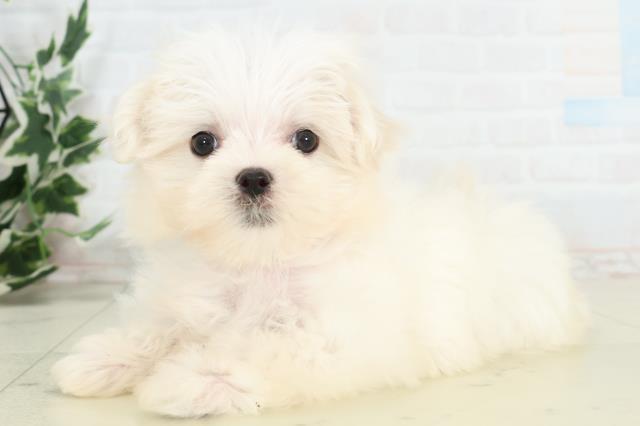 福岡県のマルチーズ (Coo&RIKU大牟田店/2026年3月12日生まれ/女の子/ホワイト)の子犬の3枚目の画像