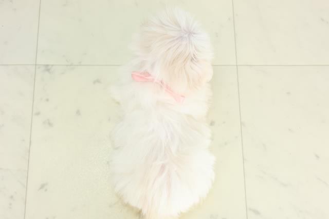 福岡県のマルチーズ (Coo&RIKU大牟田店/2026年3月12日生まれ/女の子/ホワイト)の子犬の4枚目の画像