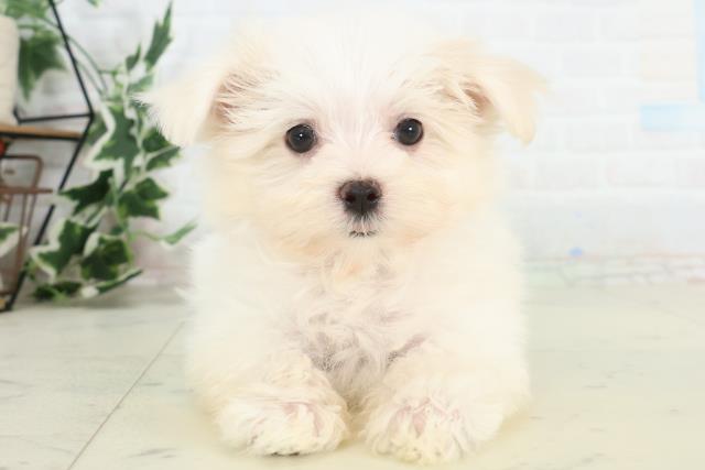 鹿児島県のマルチーズ (Coo&RIKU鹿児島店/2026年3月12日生まれ/女の子/ホワイト)の子犬の1枚目の画像