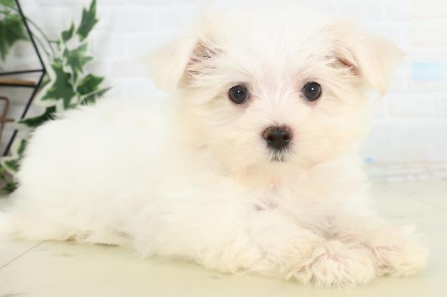 鹿児島県のマルチーズ (Coo&RIKU鹿児島店/2026年3月12日生まれ/女の子/ホワイト)の子犬の2枚目の画像