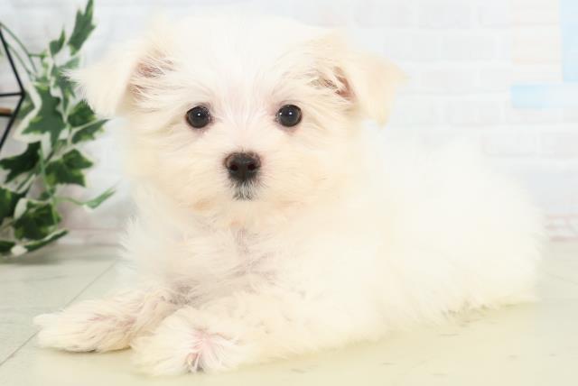 鹿児島県のマルチーズ (Coo&RIKU鹿児島店/2026年3月12日生まれ/女の子/ホワイト)の子犬の3枚目の画像