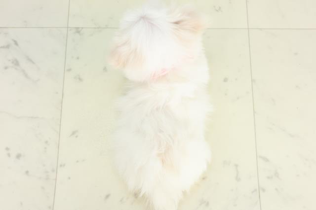 鹿児島県のマルチーズ (Coo&RIKU鹿児島店/2026年3月12日生まれ/女の子/ホワイト)の子犬の4枚目の画像
