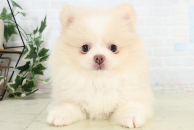 山口県のポメラニアン (Coo&RIKUサンパークあじす店/2026年3月14日生まれ/女の子/クリーム)の子犬の1枚目の画像