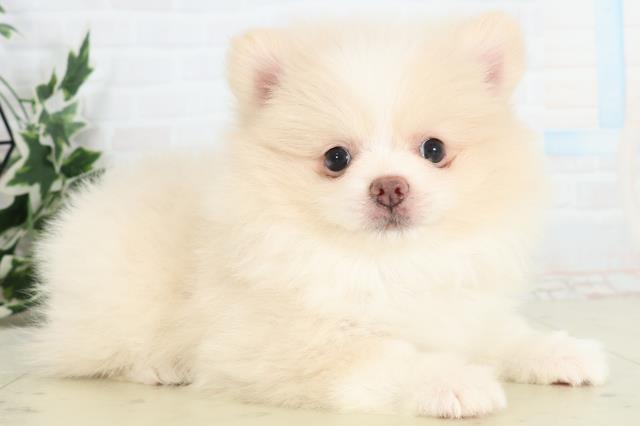 山口県のポメラニアン (Coo&RIKUサンパークあじす店/2026年3月14日生まれ/女の子/クリーム)の子犬の2枚目の画像