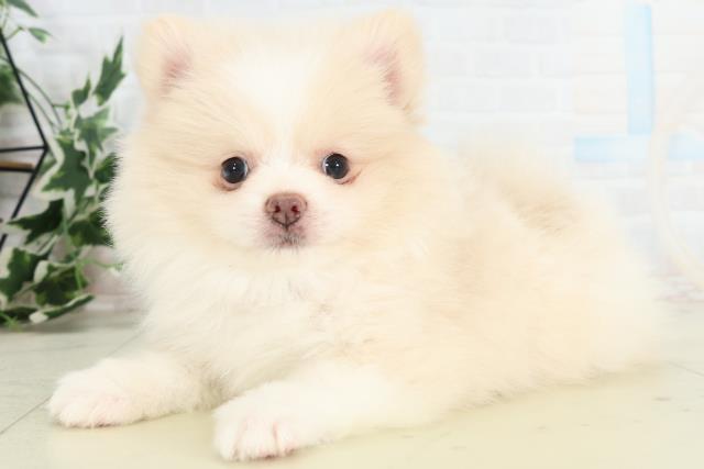 山口県のポメラニアン (Coo&RIKUサンパークあじす店/2026年3月14日生まれ/女の子/クリーム)の子犬の3枚目の画像