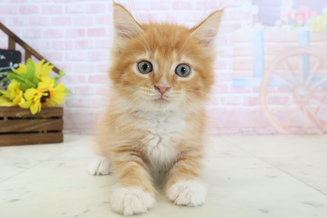 新潟県のメインクーン (Coo&RIKU新潟東店/2026年3月12日生まれ/男の子/レッドタビーホワイト)の子猫の1枚目の画像