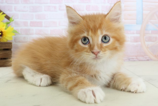 新潟県のメインクーン (Coo&RIKU新潟東店/2026年3月12日生まれ/男の子/レッドタビーホワイト)の子猫の2枚目の画像