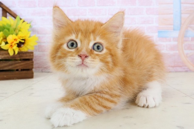 新潟県のメインクーン (Coo&RIKU新潟東店/2026年3月12日生まれ/男の子/レッドタビーホワイト)の子猫の3枚目の画像