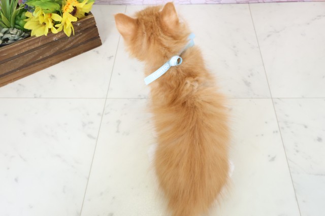 新潟県のメインクーン (Coo&RIKU新潟東店/2026年3月12日生まれ/男の子/レッドタビーホワイト)の子猫の4枚目の画像