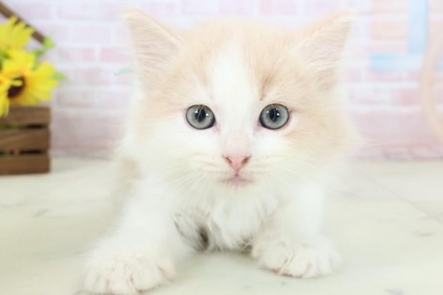 徳島県のマンチカン (Coo&RIKU徳島店/2026年3月14日生まれ/男の子/クリームタビーホワイト)の子猫の1枚目の画像