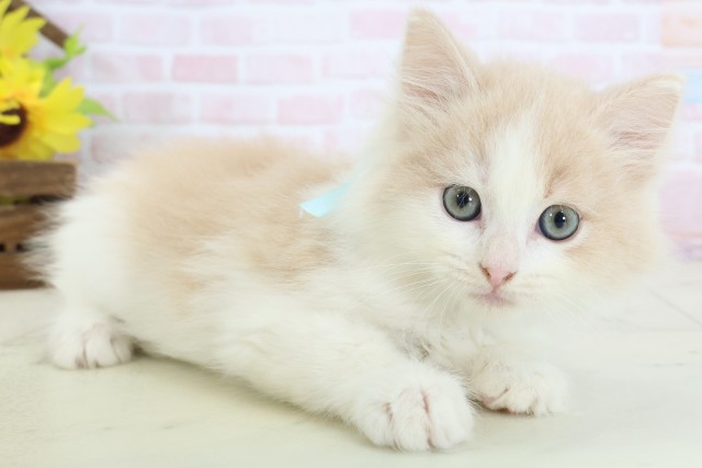 徳島県のマンチカン (Coo&RIKU徳島店/2026年3月14日生まれ/男の子/クリームタビーホワイト)の子猫の2枚目の画像