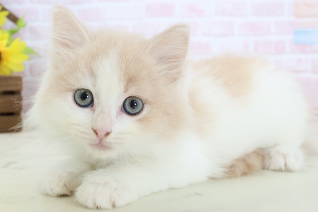 徳島県のマンチカン (Coo&RIKU徳島店/2026年3月14日生まれ/男の子/クリームタビーホワイト)の子猫の3枚目の画像