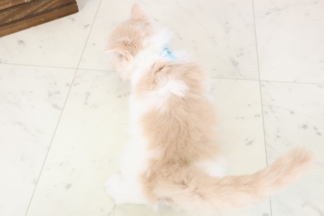 徳島県のマンチカン (Coo&RIKU徳島店/2026年3月14日生まれ/男の子/クリームタビーホワイト)の子猫の4枚目の画像