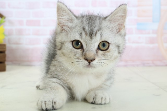 広島県のマンチカン (Coo&RIKUゆめタウン大竹店/2026年2月17日生まれ/女の子/シルバータビー)の子猫の1枚目の画像