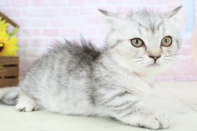 広島県のマンチカン (Coo&RIKUゆめタウン大竹店/2026年2月17日生まれ/女の子/シルバータビー)の子猫の2枚目の画像