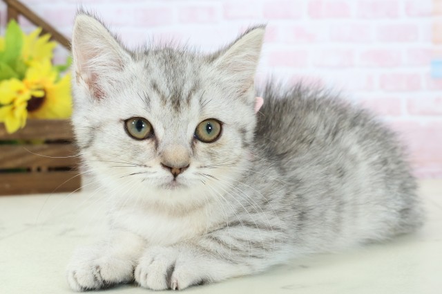 広島県のマンチカン (Coo&RIKUゆめタウン大竹店/2026年2月17日生まれ/女の子/シルバータビー)の子猫の3枚目の画像
