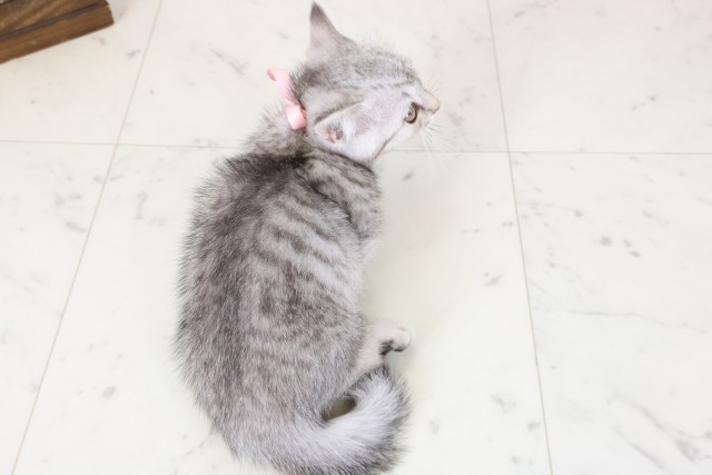 広島県のマンチカン (Coo&RIKUゆめタウン大竹店/2026年2月17日生まれ/女の子/シルバータビー)の子猫の4枚目の画像