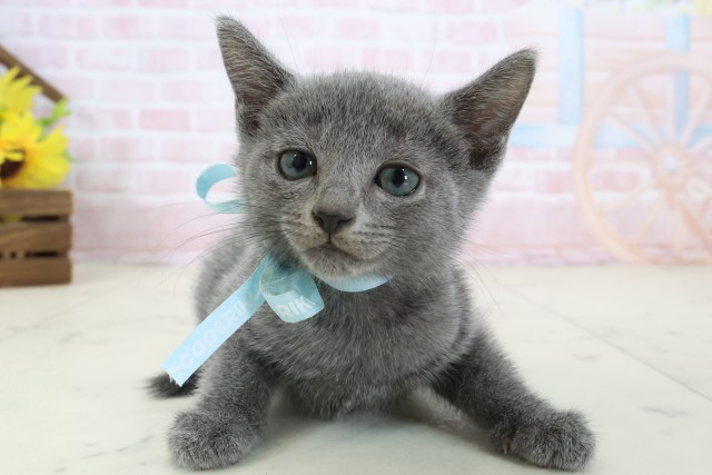 福岡県のロシアンブルー (Coo&RIKUフォレストシティ春日店/2026年3月10日生まれ/男の子/ブルー)の子猫の1枚目の画像