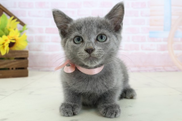 福岡県のロシアンブルー (Coo&RIKU福岡西店/2026年3月10日生まれ/女の子/ブルー)の子猫の1枚目の画像