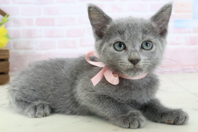 福岡県のロシアンブルー (Coo&RIKU福岡西店/2026年3月10日生まれ/女の子/ブルー)の子猫の2枚目の画像