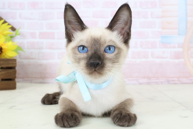 北海道のトンキニーズ (Coo&RIKU函館店/2026年1月30日生まれ/男の子/ナチュラルミンク)の子猫の1枚目の画像