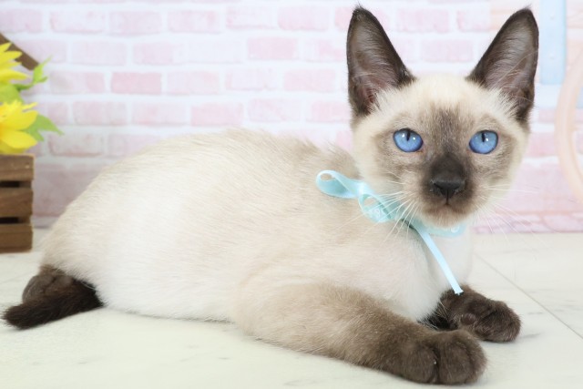 北海道のトンキニーズ (Coo&RIKU函館店/2026年1月30日生まれ/男の子/ナチュラルミンク)の子猫の2枚目の画像