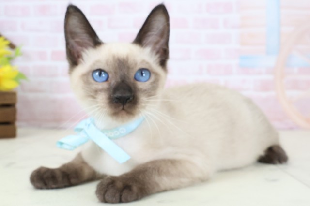 北海道のトンキニーズ (Coo&RIKU函館店/2026年1月30日生まれ/男の子/ナチュラルミンク)の子猫の3枚目の画像