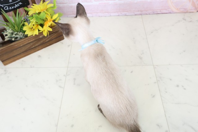 北海道のトンキニーズ (Coo&RIKU函館店/2026年1月30日生まれ/男の子/ナチュラルミンク)の子猫の4枚目の画像
