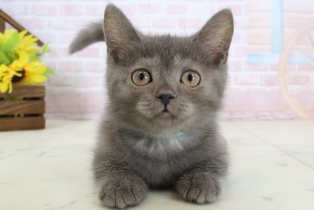 熊本県のブリティッシュショートヘアー (Coo&RIKU熊本店/2026年2月9日生まれ/男の子/ブルー)の子猫の1枚目の画像